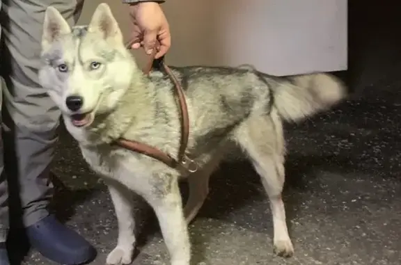 Найдена собака в Нижнем Новгороде