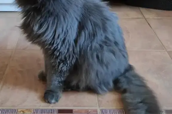 Найдена длинношерстная кошка в Приморском р-не СПб