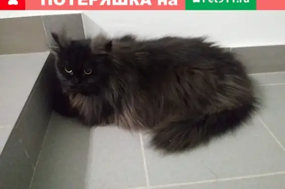 Найден кот на ул.Станционная, Ульяновск (тел. указан)