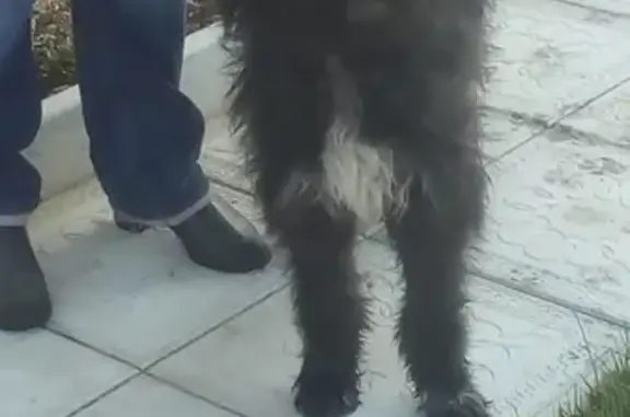 Найден щенок в ошейнике в Жуковском, Московская область