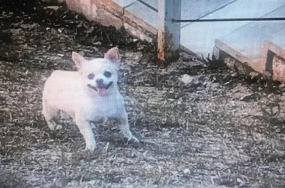 Пропала собака в Долгопрудном, 21.04.2019 г.