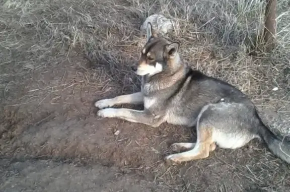 Найдена собака в поселке недалеко от Большого Савино