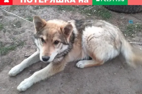 Пропала собака на ул. Народная, Бузулук.