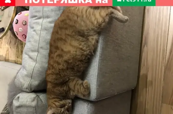 Кошки потеряшки, Москва, фото: Потеряшка кошка на Каширском шоссе, Москва!