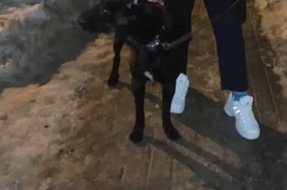 Пропала собака Фил в Железнодорожном, Балашиха