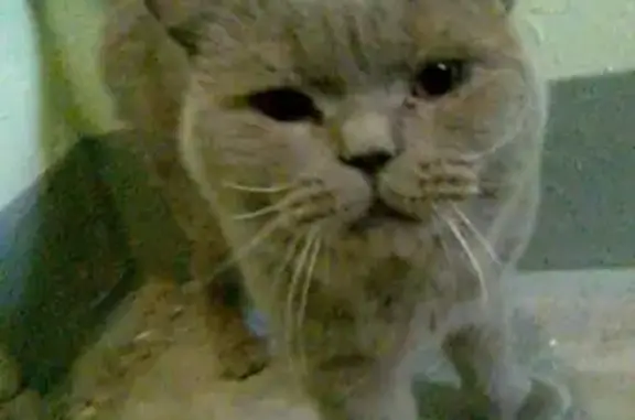 Ласковый кот британской породы на ул. Поликахина