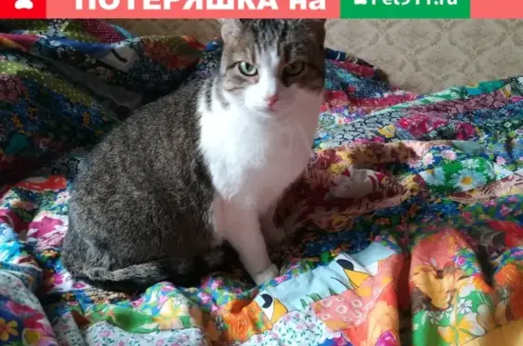 Потерянные животные Москва, фото: Пропала кошка на Малой Пироговской, д. 23