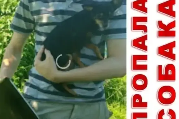 Собаки потеряшки, Волоколамск, фото: Потеряшка собака Той терьер в Волоколамске