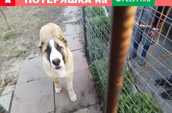Найден щенок-алабай на Поле Чудес в Домодедово