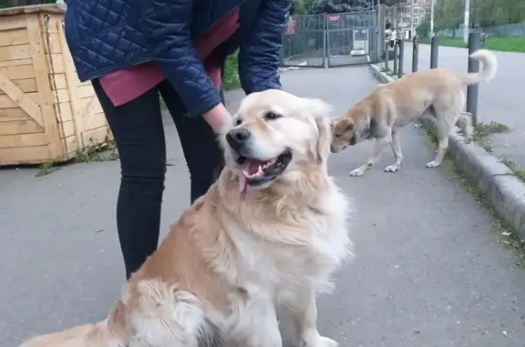 Найден пёс в Краснодаре, ищем хозяев