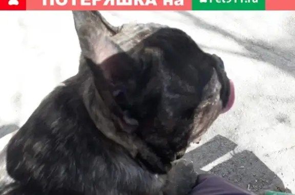 Найдена собака в Кемерово #найденасобака