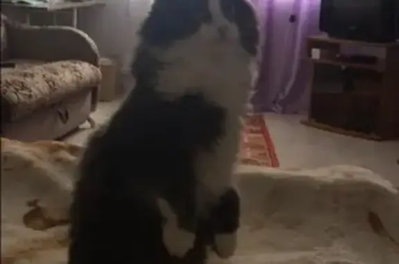 Кошки потеряшки, Ульяновск, фото: Потеряшка кошка в Ульяновске, район юго-запад, дальнее Засвияжье https://vk.com/id448069976