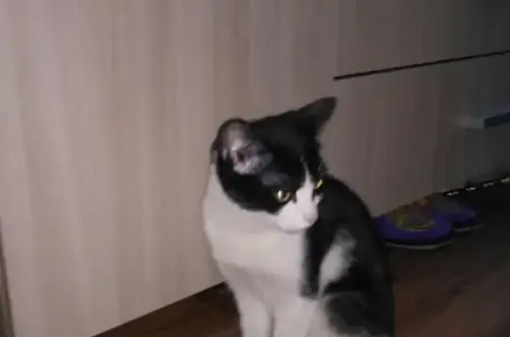 Найдена кошка на улице Суворова 126/1, ищем хозяина