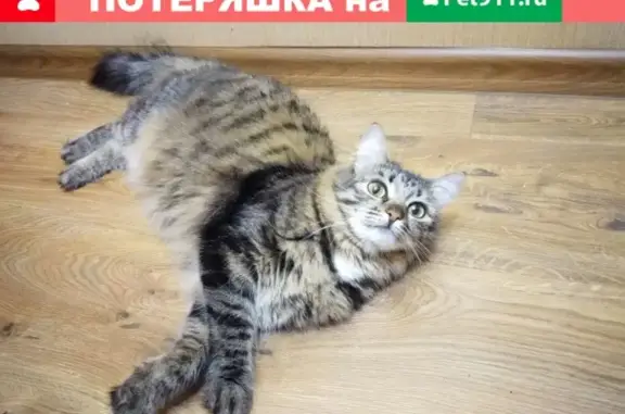 Потерянные животные Ярославль, фото: Пропала кошка в Ярославле на ул. Гагарина, 41