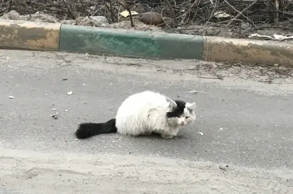 Найдена кошка Кот на Ильинской улице, дом 35