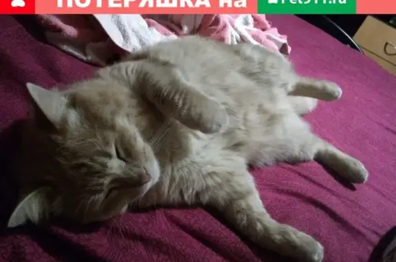 Пропал кот Бублик на улице Социалистическая (Краснодарский край)