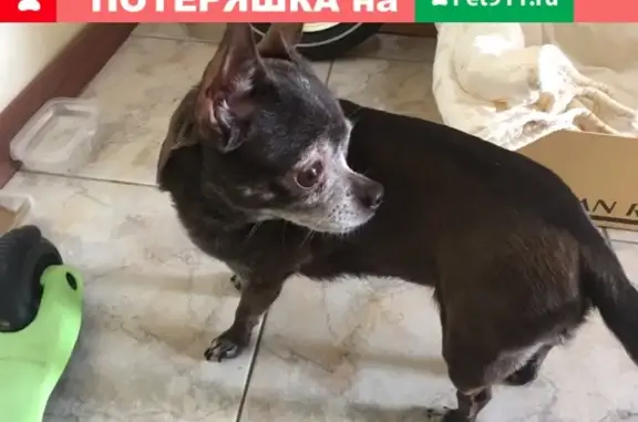 Найдена собака на улице Нагорной, 38к1