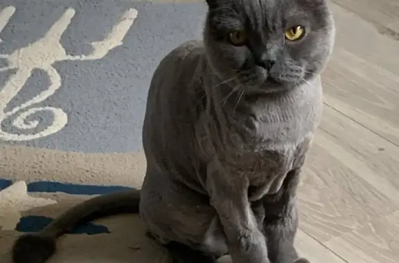 Кошки потеряшки, Москва, фото: Потеряшка кошка Виги на улице Правды, дом 6!