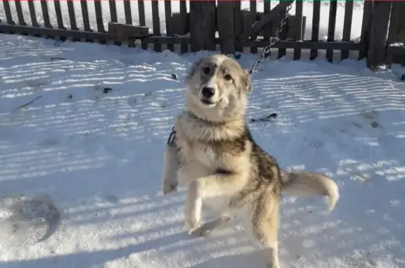 Собаки потеряшки, хутор Скабелинский, фото: Потеряшка собака в х. Скабелинский, вознаграждение.