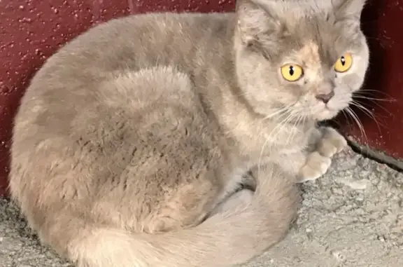 Кошка найдена в Оренбурге на Малой земле