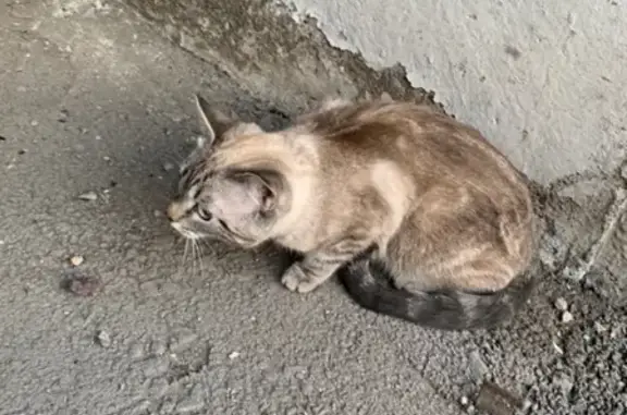 Найдена кошка в Магнитогорске #потеряшка