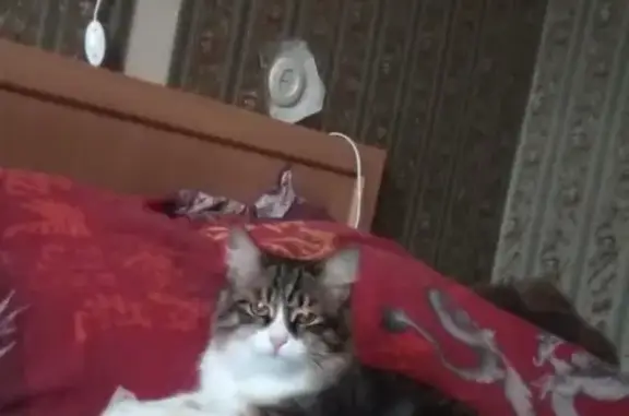 Пропал кот в Сосногорске, Республика Коми