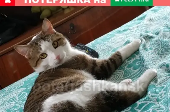 Кошки потеряшки, Новосибирск, фото: Потеряшка кот Миша на Западном ж/м, нуждается в лекарствах. Найдите его!