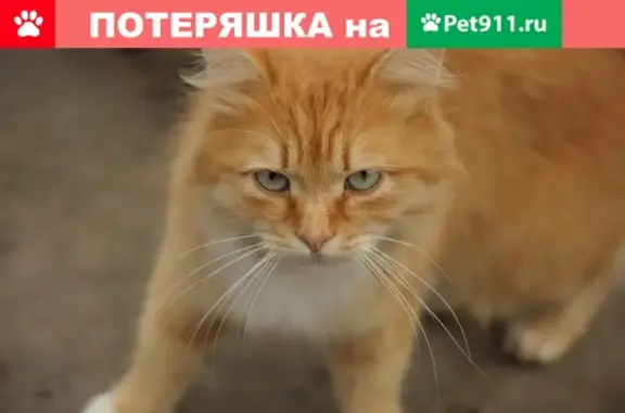 Пропал рыжий кот возле кладбища в Москве