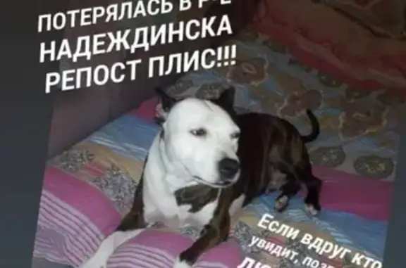 Пропала собака БАСТА в Надеждинске!