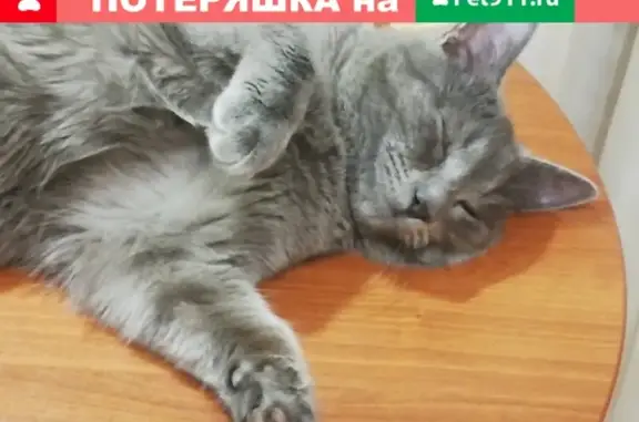 Пропал кот Барсик в Волжске, Республика Марий Эл