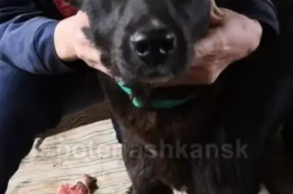 Найден чёрный кобель в Кировском районе