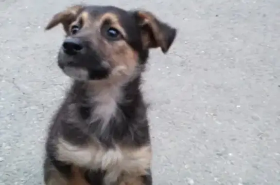Найден щенок на улице Антона Петрова