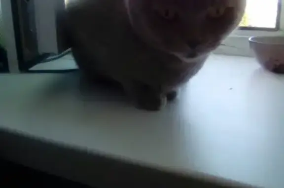 Найдена кошка в Боре, Британика, янтарные глаза