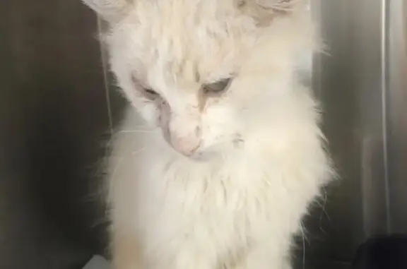 Найден бело-персиковый кот в деревне Горки Сухаревские