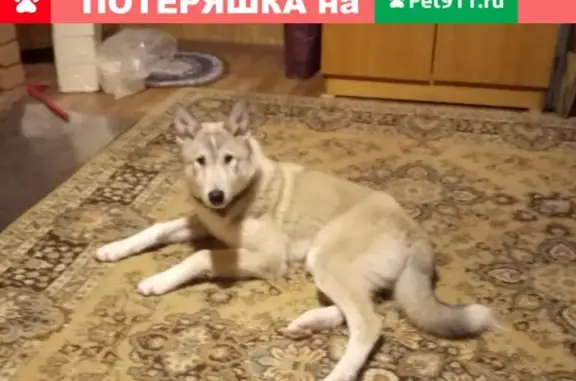 Пропала собака Дик в Тыла-Ю, Сыктывкар
