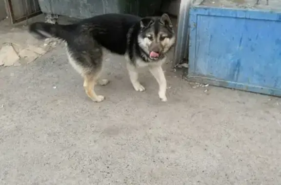 Собака найдена на Московском тракте, адрес: дом 98.