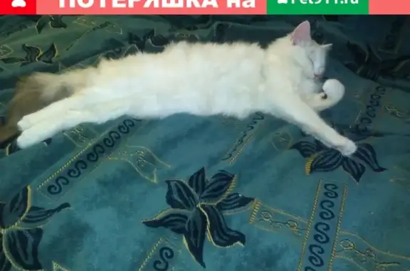 Пропала белая кошка на Космонавтов 28, Великий Устюг