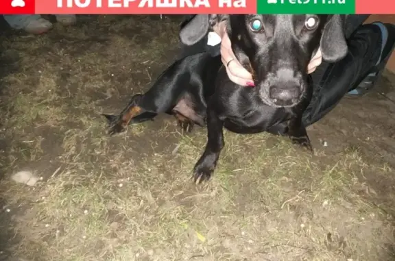 Найдена собака на Колёсная-Микронная в Барнауле