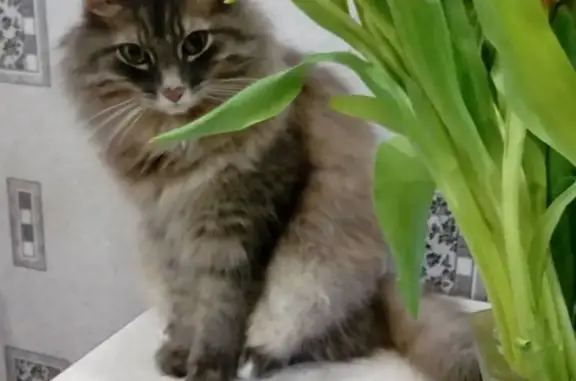 Кошки потеряшки, Киров, фото: Потеряшка кот Сева на Московской 109