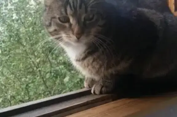 Кошки потеряшки, Ярославль, фото: Потеряшка кот Макс на улице Блюхера, Ярославль 🐈