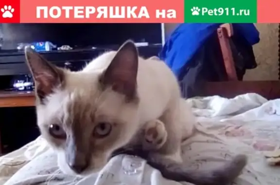 Пропали кот и кошка в Губкине, Белгородская область