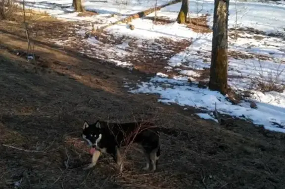Найден пёс в лесу около остановки Черемушки, Томск