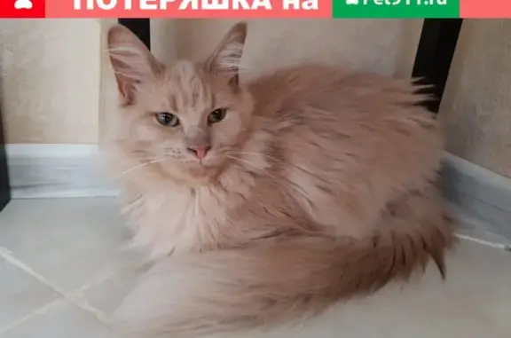 Найдена кошка в Подольске, нужен новый дом