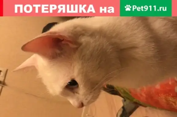 Молодой белый кот с голубыми глазами в Королёве на ул. Болдырева, 14