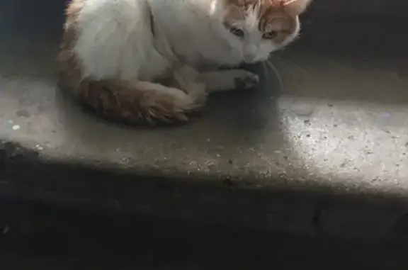 Найден кот на ул. Свободы, Володарский район, Брянск