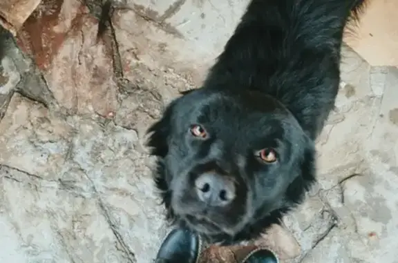 Пропала собака Миша в Шахтах, Ростовская область