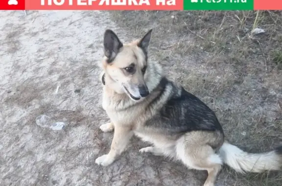 Пропала собака в Муроме, район базы Барс