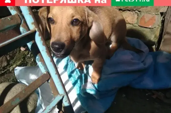 Найдена собака на ул. Революционной, Динская