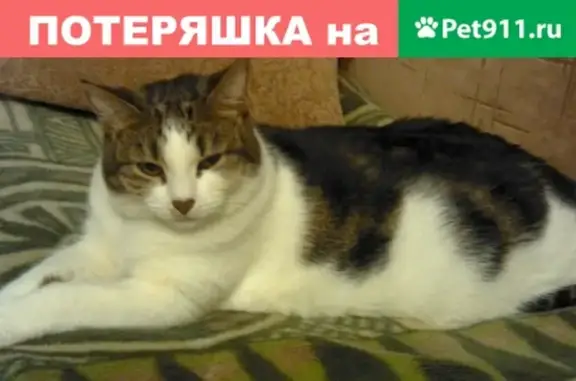 Кошки потеряшки, Сапёрный, фото: Потеряшка кошка в пос. Саперный, ул. Станционная, вознаграждение