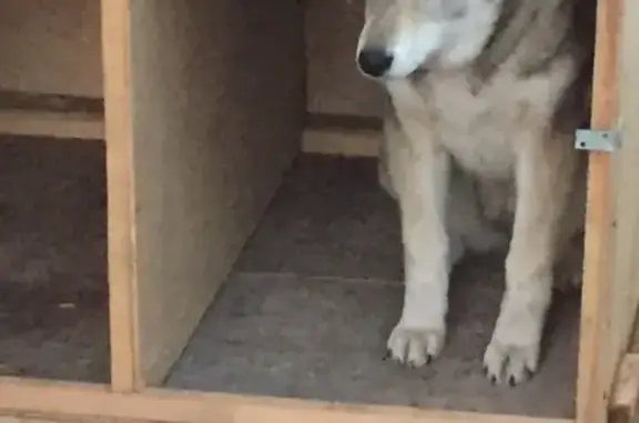 Пропала собака в Казани, Западно-сибирская лайка, рыжий с белым.